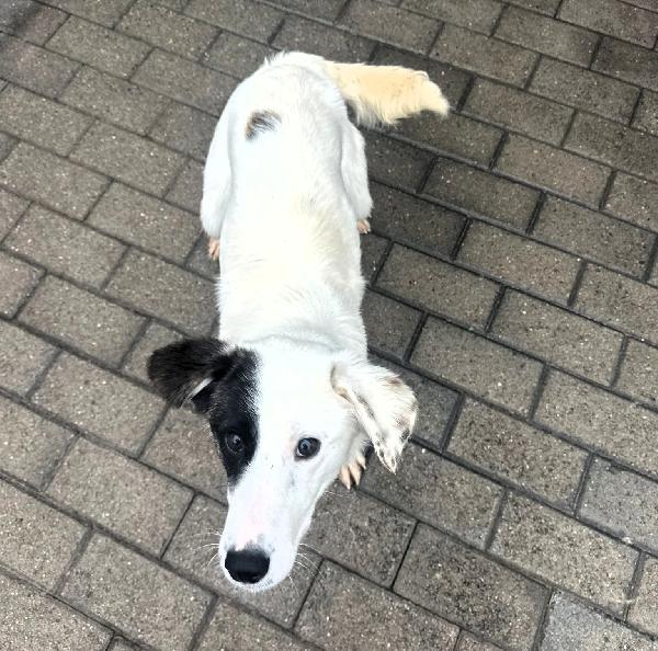 CLARA TENERA CAGNOLINA Foto 3